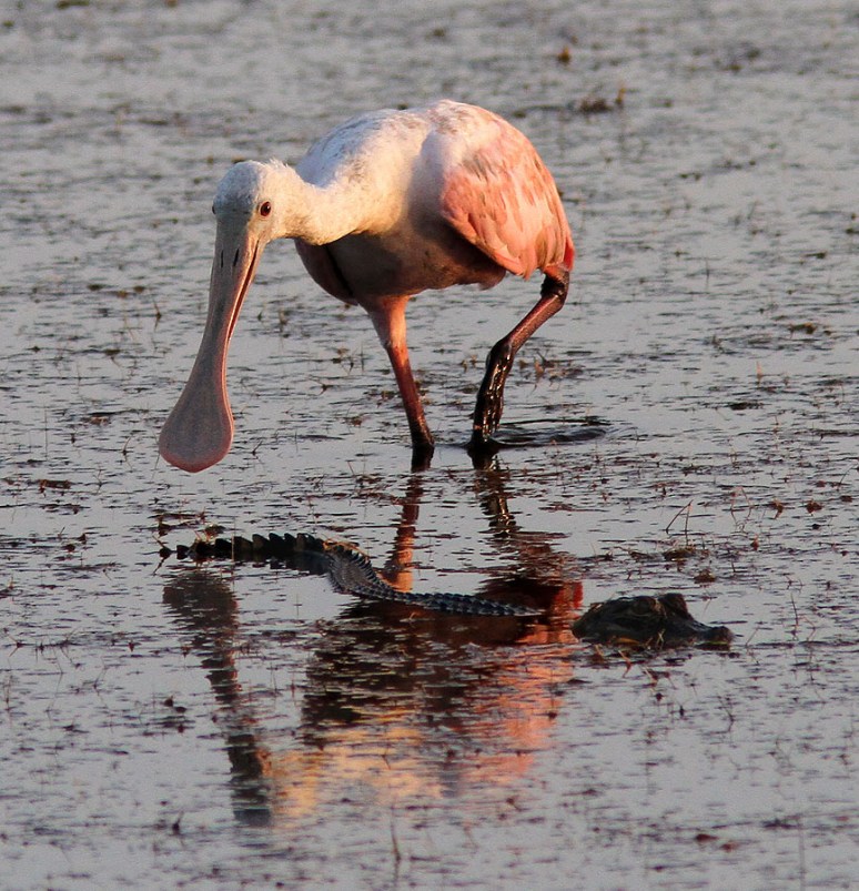 Spoonbill Photos | Phil Lanoue Photography