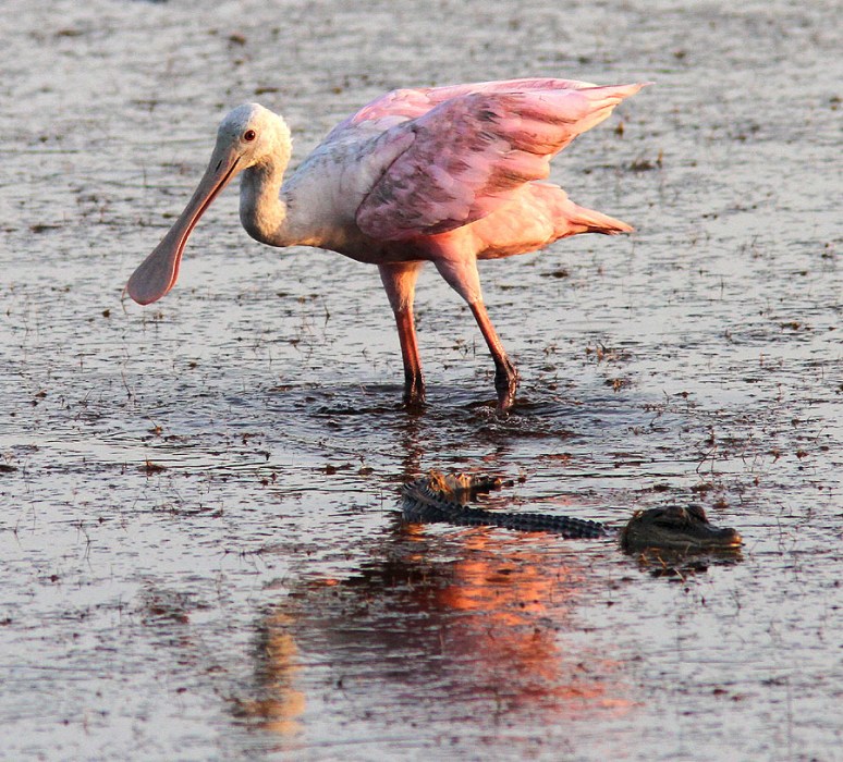 Spoonbill Photos | Phil Lanoue Photography