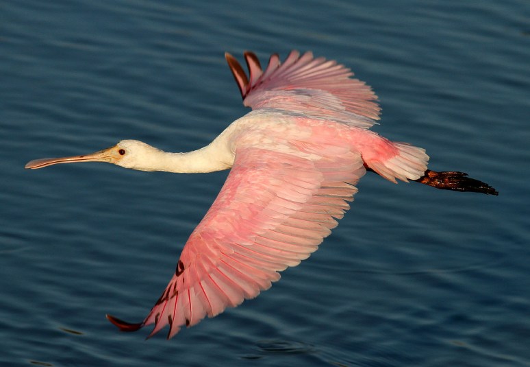 Spoonbill Photos | Phil Lanoue Photography