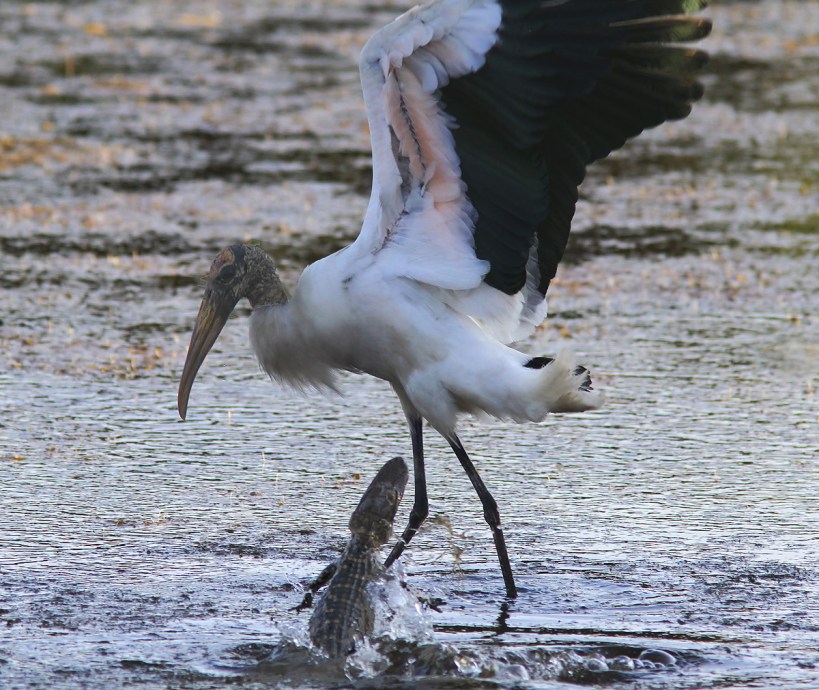 Wood Stork Steps on Baby Gator