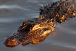 Alligator at Sunset
