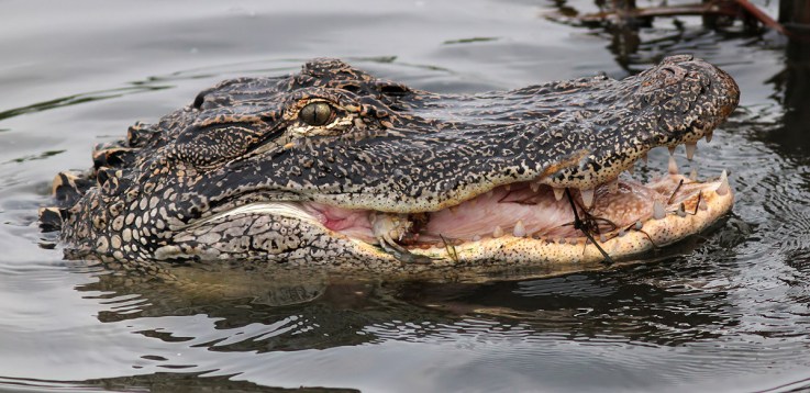 Alligator Crunching Crab
