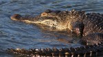 Alligator Feeding in Salt Marsh&nbsp;01