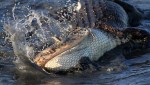 Alligator Feeding in Salt Marsh&nbsp;04