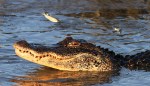 Alligator Feeding in Salt Marsh&nbsp;05