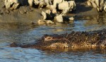 Alligator in Salt Marsh&nbsp;02