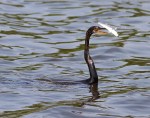 Anhinga Fishing
