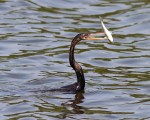 Anhinga Fishing
