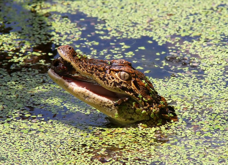 Baby Gator Eats Bug 01