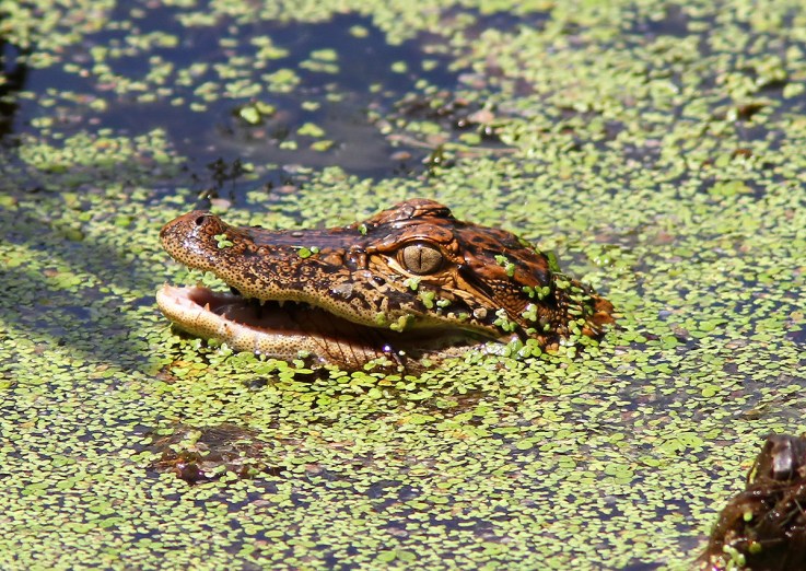 Baby Gator Eats Bug 02