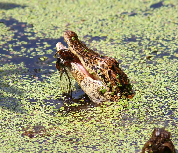 Baby Gator Eats Bug 03