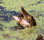 Baby Gator Eats Bug&nbsp;04