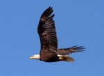 Bald Eagle Flight