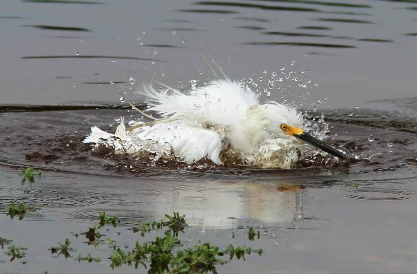 Bath Time For Snowy