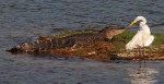 Birds Bother Alligator