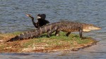 Birds Bother Alligator