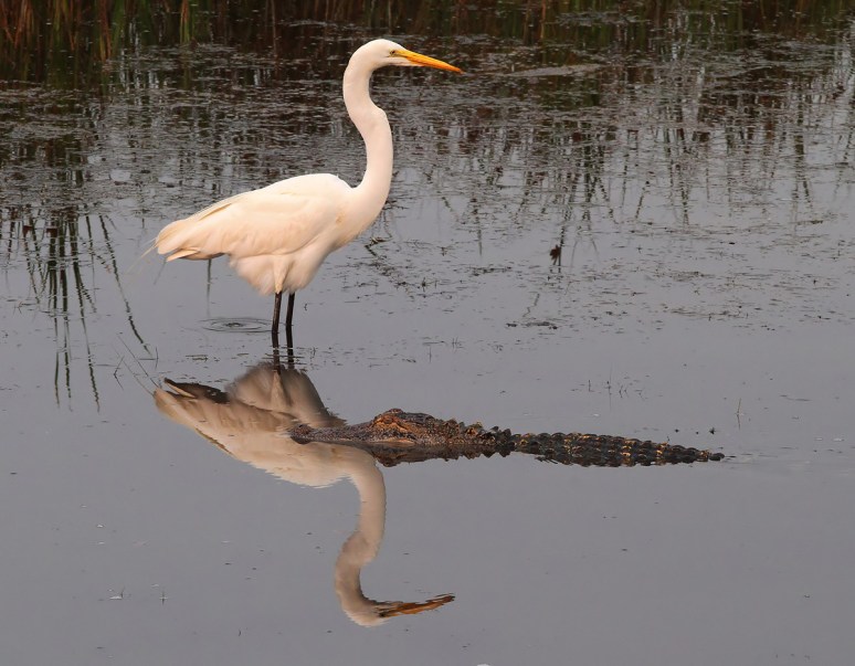 Egret and Alligator