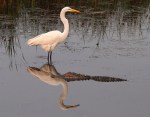 Egret and Alligator