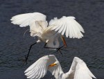 Egret Argument 01