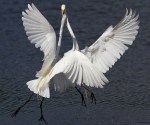 Egret Argument 02