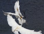 Egret Argument 03