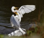 Egret Argument 04