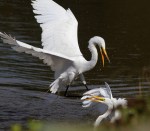 Egret Argument 05