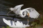 Egret Argument 06