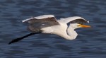 Egret Flight Over&nbsp;Marsh