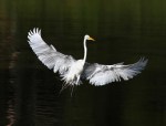 Egret Flight