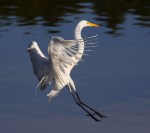 Egret Landing