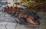 Gator in Salt&nbsp;Marsh