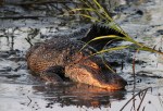 Gator in Salt&nbsp;Marsh