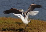 GBH Chases Egret&nbsp;01