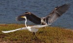 GBH Chases Egret&nbsp;02