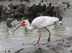Ibis Feeding In Salt&nbsp;Marsh