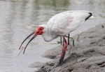 Ibis Feeding In Salt&nbsp;Marsh