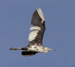 Little Blue Tweener&nbsp;Flight