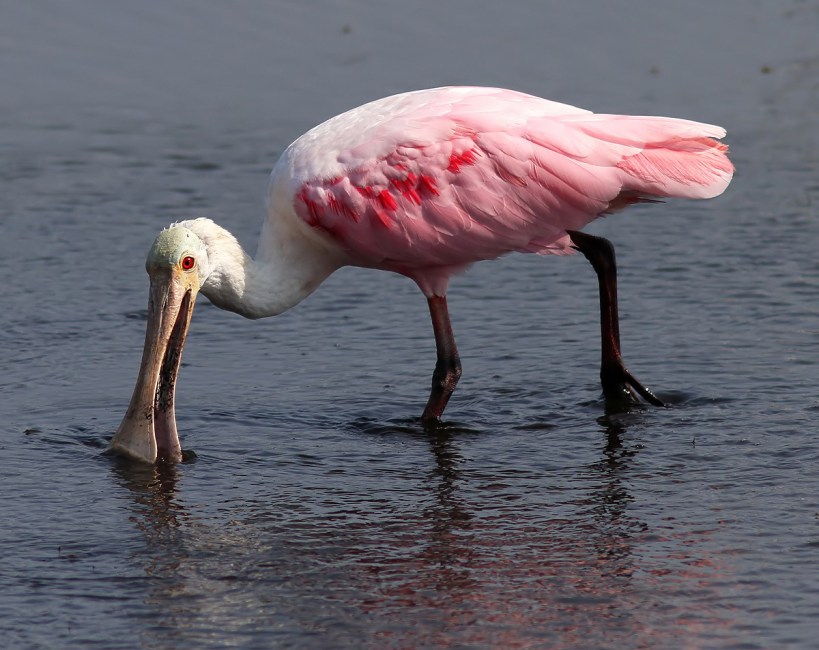Spoonbill Feeding in Marsh Pond