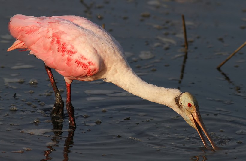 Spoonbill Feeding in Salt Marsh