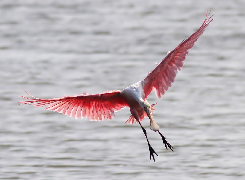 Spoonbill Landing