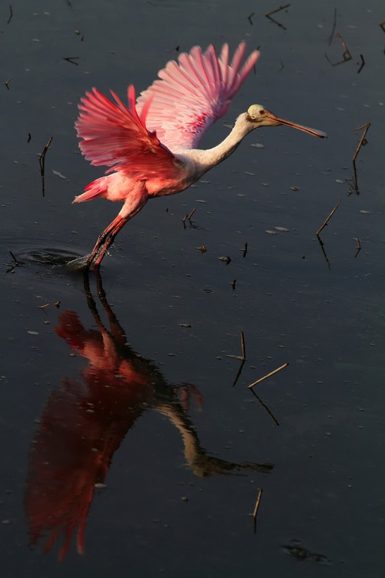 Spoonbill Takeoff