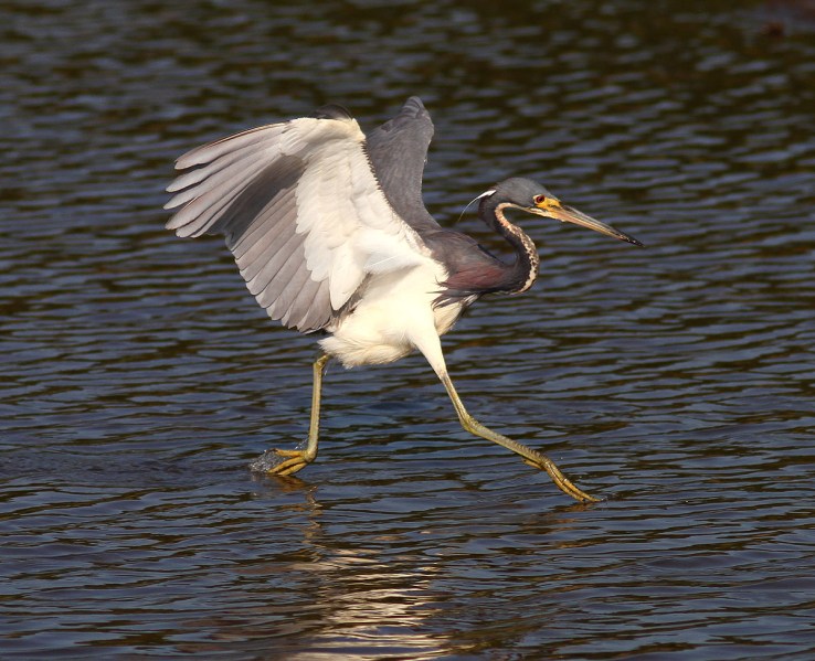 Tricolored Heron Fishing 03