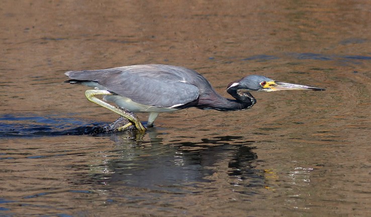 Tricolored Heron Fishing 05