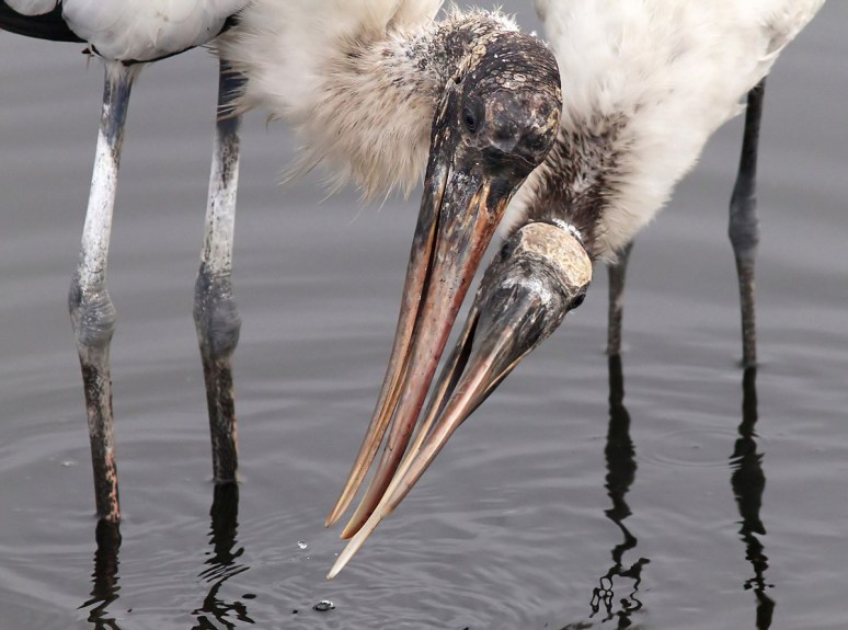 Wood Stork Buddy System
