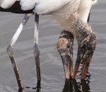 Wood Stork Buddy&nbsp;System