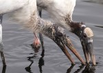 Wood Stork Buddy&nbsp;System