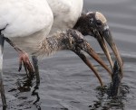 Wood Stork Buddy&nbsp;System