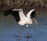 Wood Stork Fly and Feed&nbsp;02
