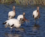 Wood Stork Fly and Feed&nbsp;04